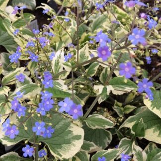 Brunnera macrophylla Variegata