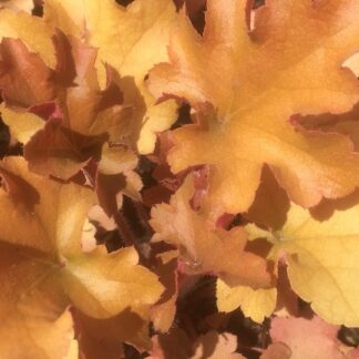 Heuchera Marmalade