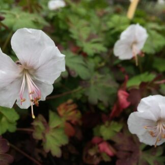 Geranium cantabrigiense St Ola